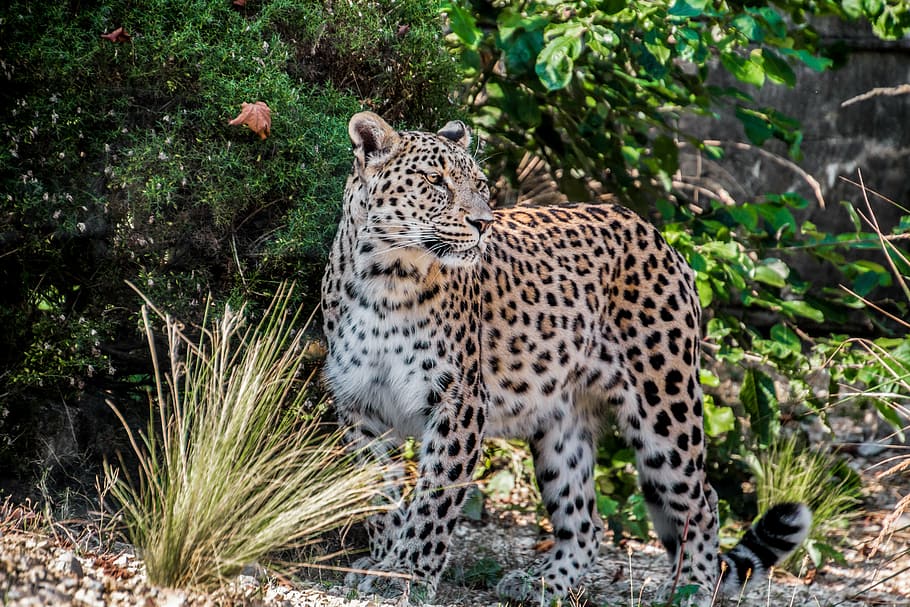 leopard standing near grass plant, persian leopard, portrait