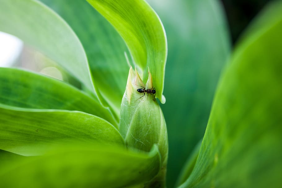 leaf, flora, nature, growth, environment, plant part, green color HD wallpaper