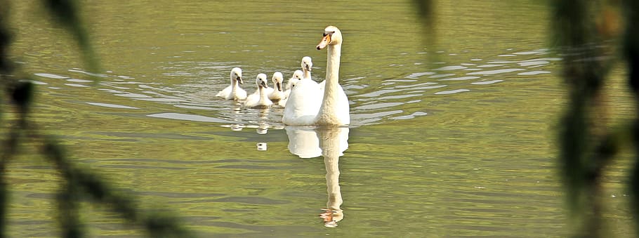 white mother goose with six geese chicks swimming on the water during daytime