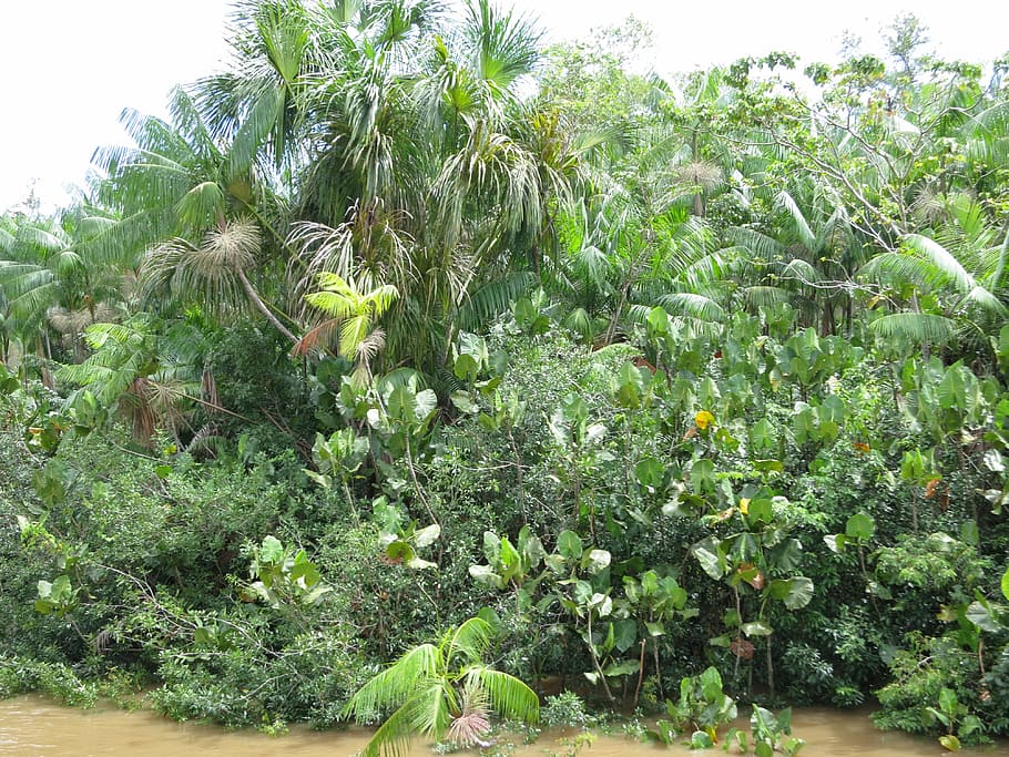 amazon, rainforest, brazil, growth, plant, green color, tree HD wallpaper