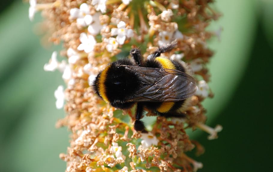 bee, wings, stripes, insect, macro, buddleia, pollen, nectar HD wallpaper