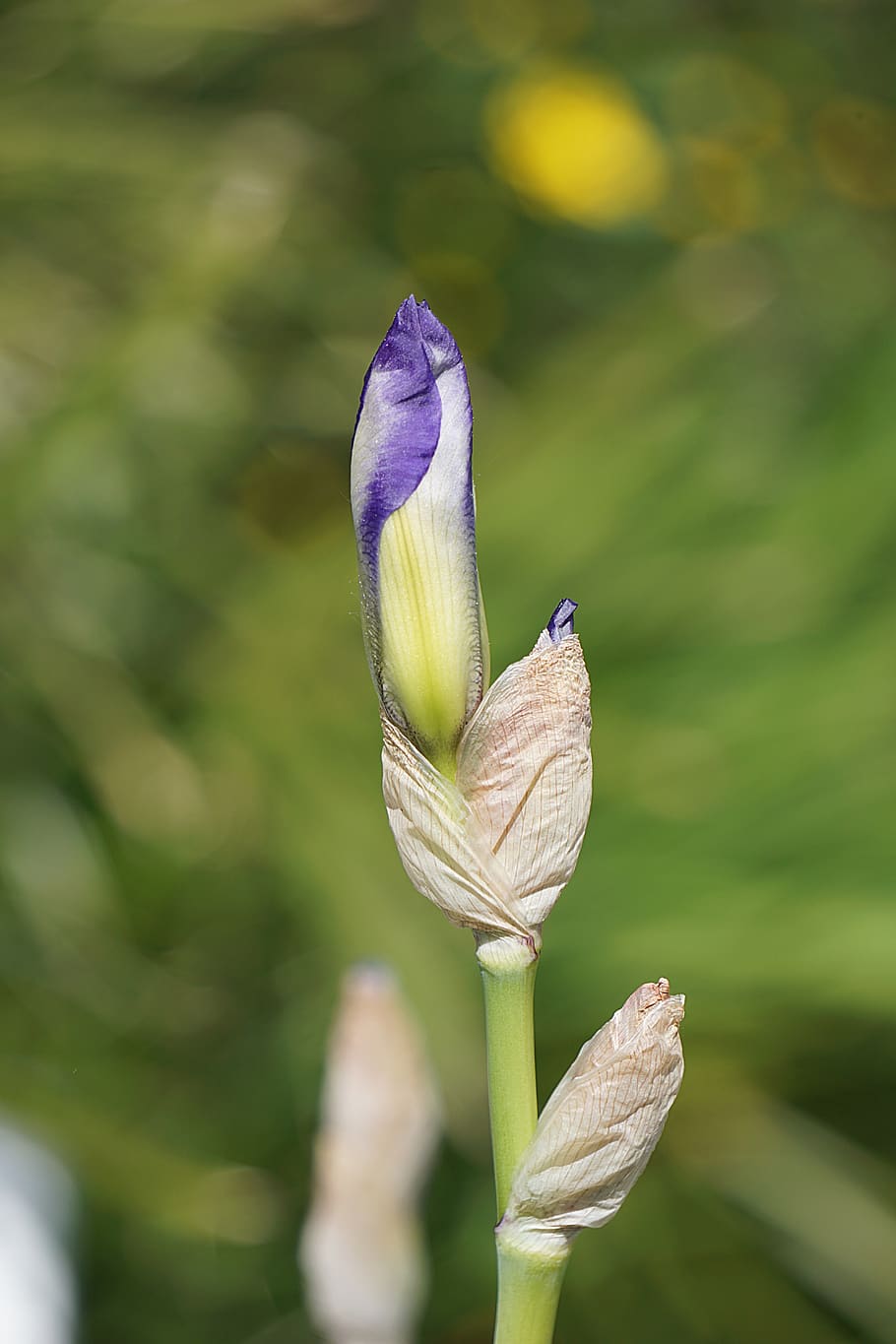 iris, flower, blue, hatching, flora, botany, nature, flowering HD wallpaper