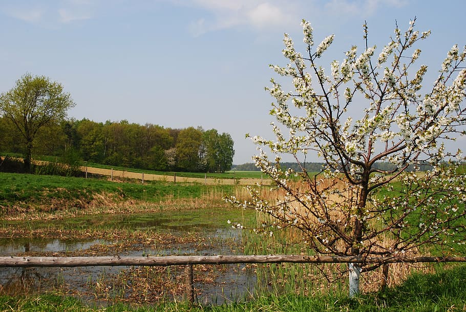 spring, nature, flowering tree, pond, landscape, rural Scene HD wallpaper