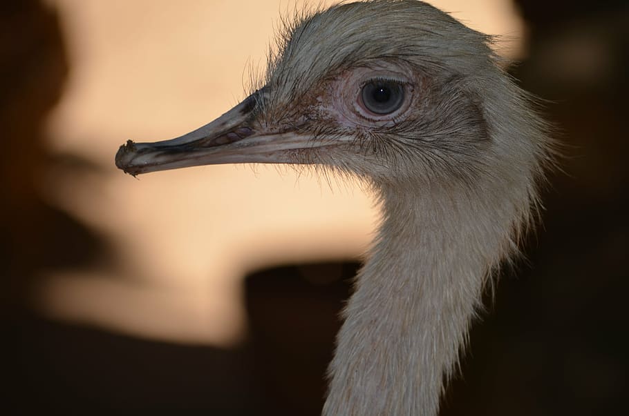 zoo, squeeze, first floor, animal themes, one animal, bird HD wallpaper