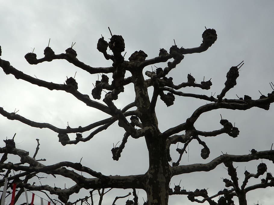 plane, tree, aesthetic, winter, kahl, sky, blue, branches, silhouette HD wallpaper