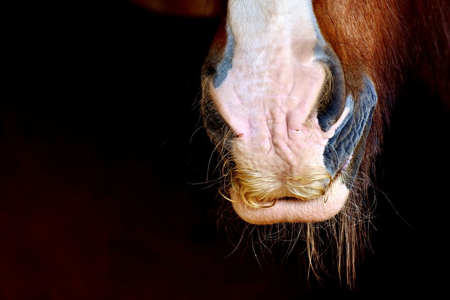 white and brown horse, horse snout, shire horse, nostrils, close, HD wallpaper