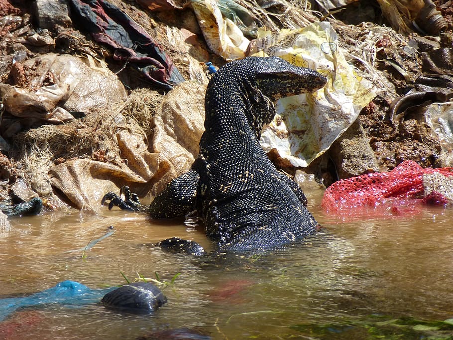 monitor, lizard, reptile, iguana, sri lanka, animal, dragons HD wallpaper