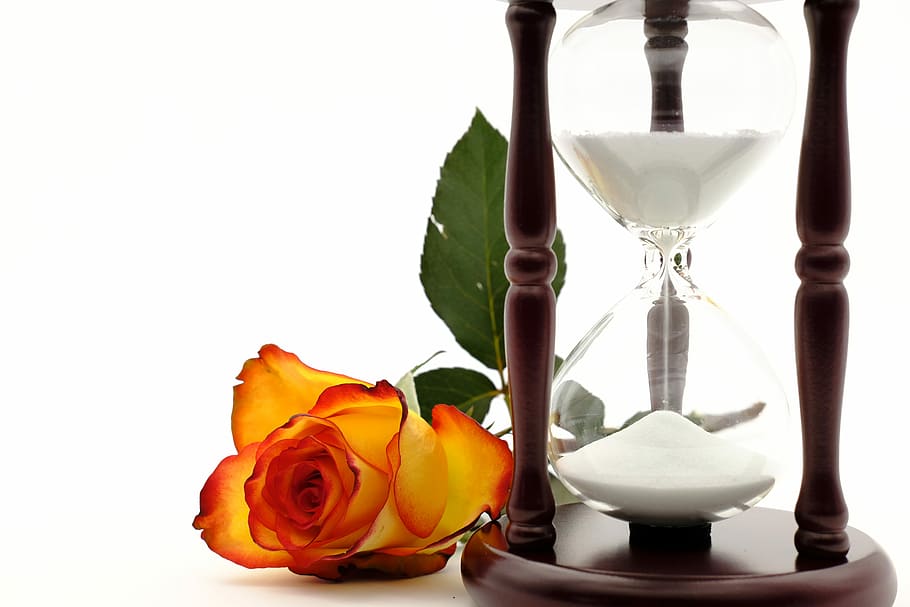 clear hour glass near red petaled flower, hourglass, egg timer HD wallpaper