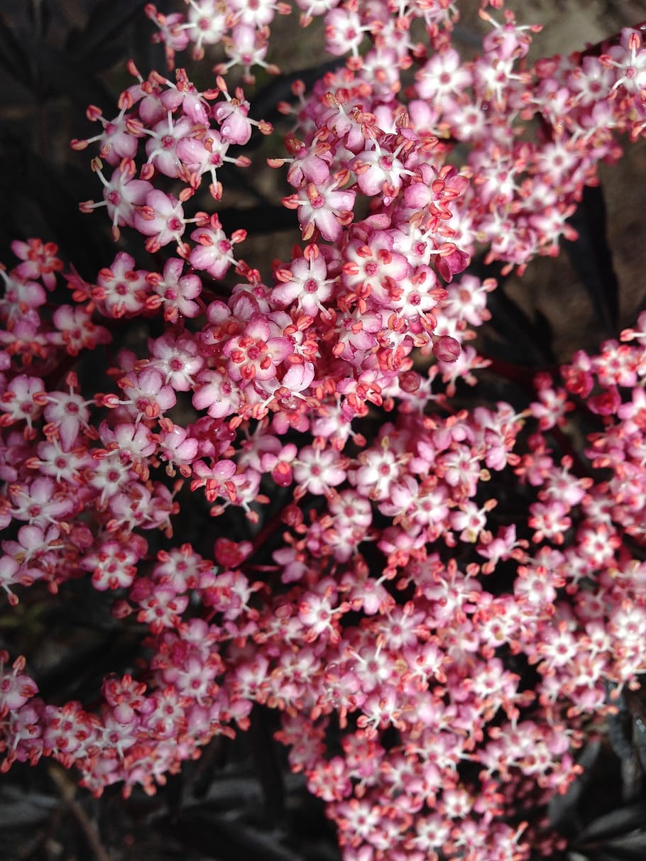 tiny flowers, pink flowers, elderberry, blossoms, flowering plant, HD wallpaper