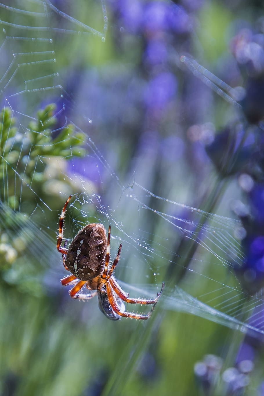 Spider, Network, Close, Insect, Eats, bee, spider web, one animal HD wallpaper