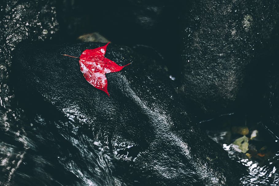 red leaf on body of water, maple leaf floating on water, rock HD wallpaper