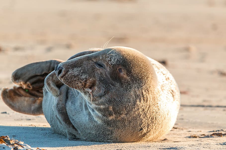 grey seal, robbe, halichoerus grypus, beach, dune, helgoland