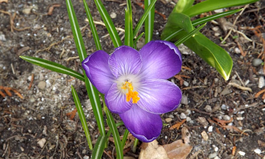 nature, plant, flower, leaf, garden, spring, flowering plant HD wallpaper