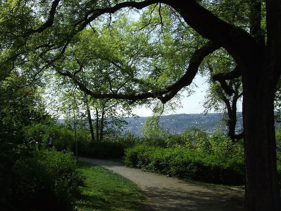 park, stuttgart, tree, recreation complex, viewpoint, plant HD wallpaper