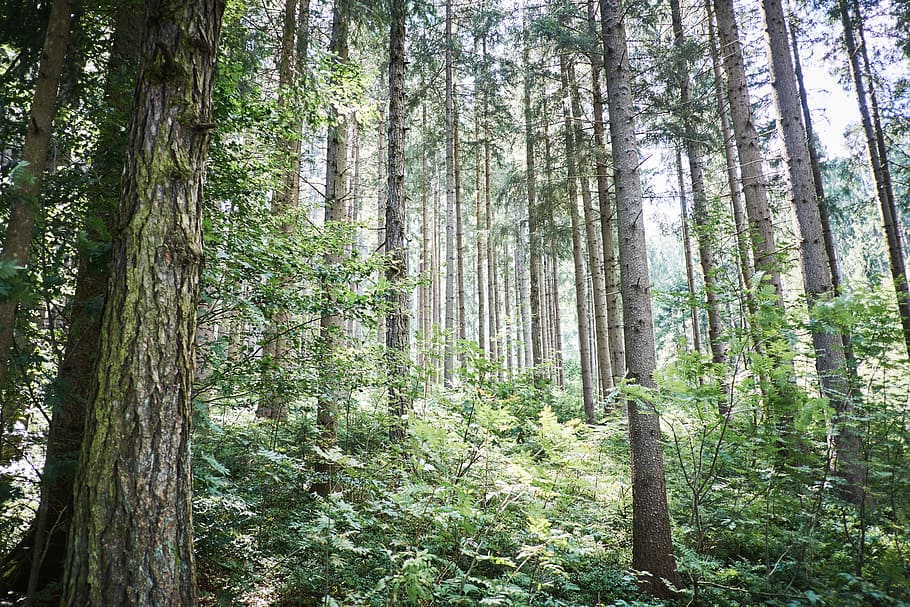 green, leaf, grass, trees, wood, forest, plant, land, tree trunk HD wallpaper