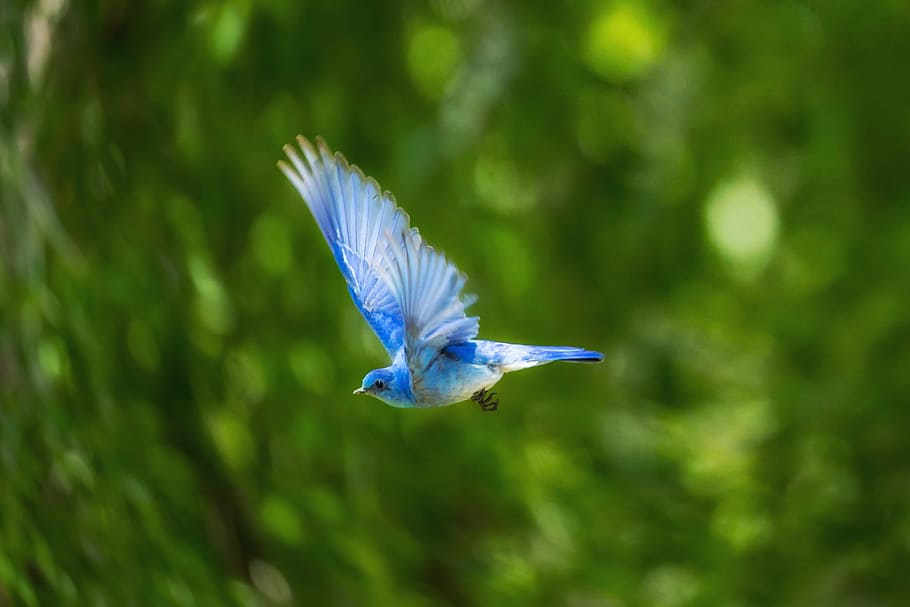 flying blue humming bird, blue and gray short-beaked bird, selective focus
