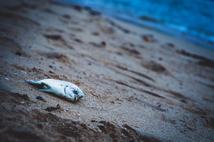 fish, knife, flower, rolling, home, page, write, male, animal HD wallpaper