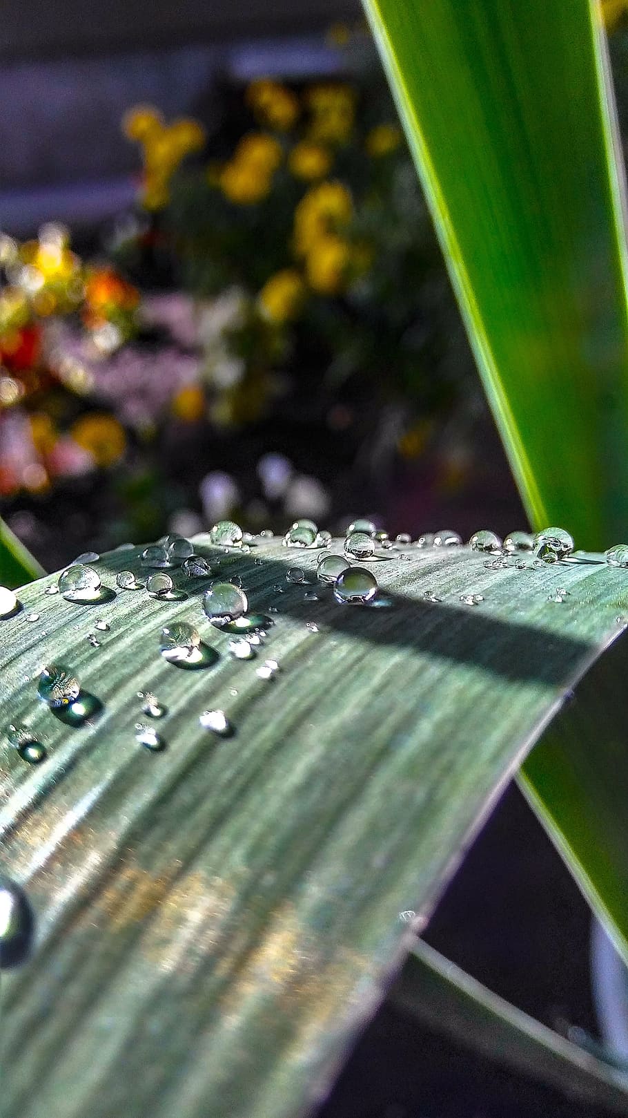 droplets, nature, leaf, plant part, selective focus, growth HD wallpaper