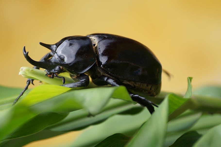 bug, animals, forest, insect, nature, beetle, scarab Beetle, HD wallpaper