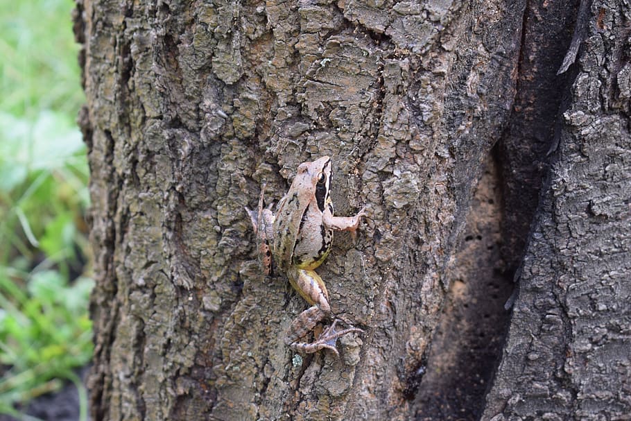 frog, tree, nature, tree trunk, animal themes, animals in the wild HD wallpaper
