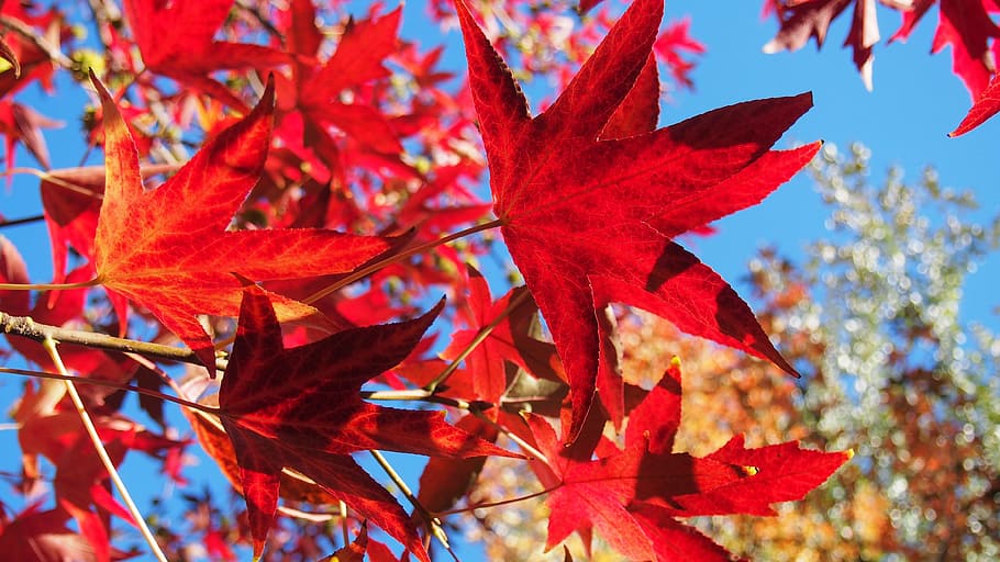 leaves, fall, foliage, tree, autumn, leaf, nature, season, red HD wallpaper