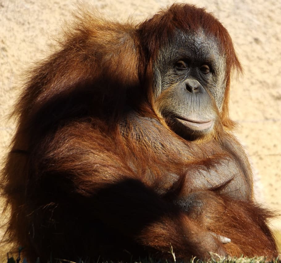 monkey, primate, ape, mammal, animal, animal wildlife, animals in the wild HD wallpaper