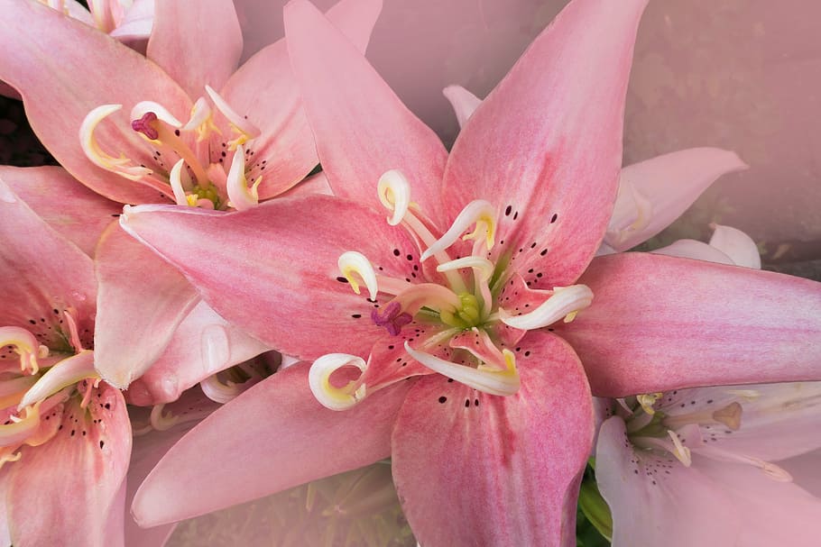 closeup photo of pink petaled flowers, daylily, hemerocallis, HD wallpaper