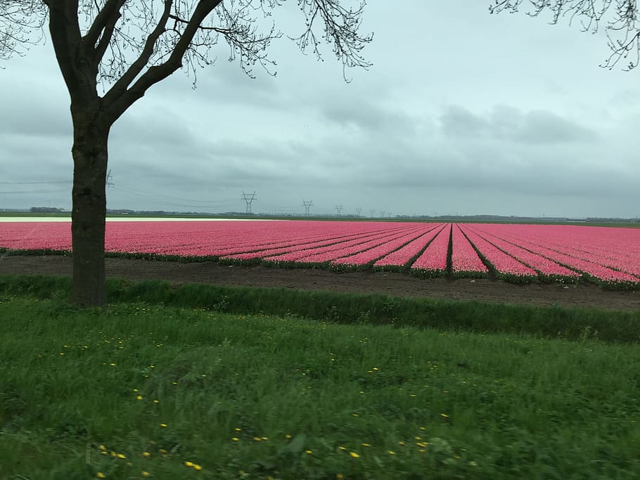 flevoland, lelystad, dronten, netherlands, colorful, tulip field