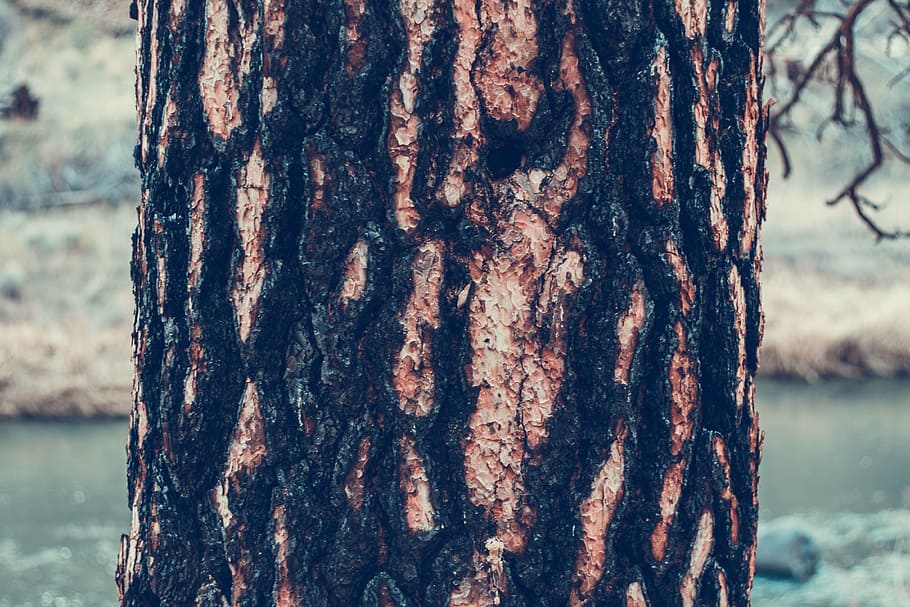 close-up, dry, rough, texture, tree, tree bark, nature, forest HD wallpaper