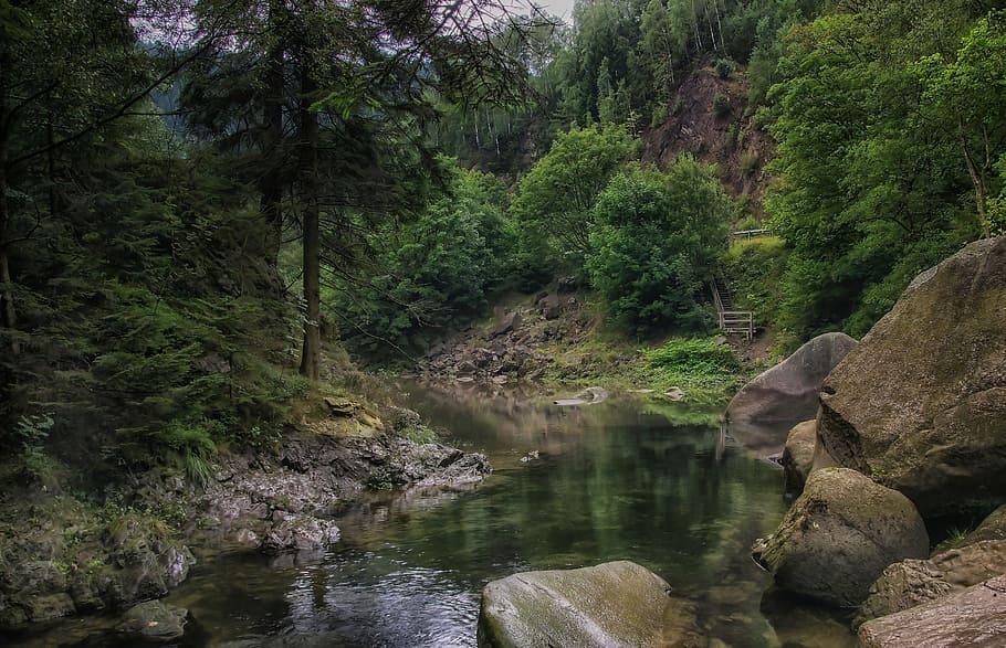 photo of body of water surrounded by trees, river, landscape HD wallpaper