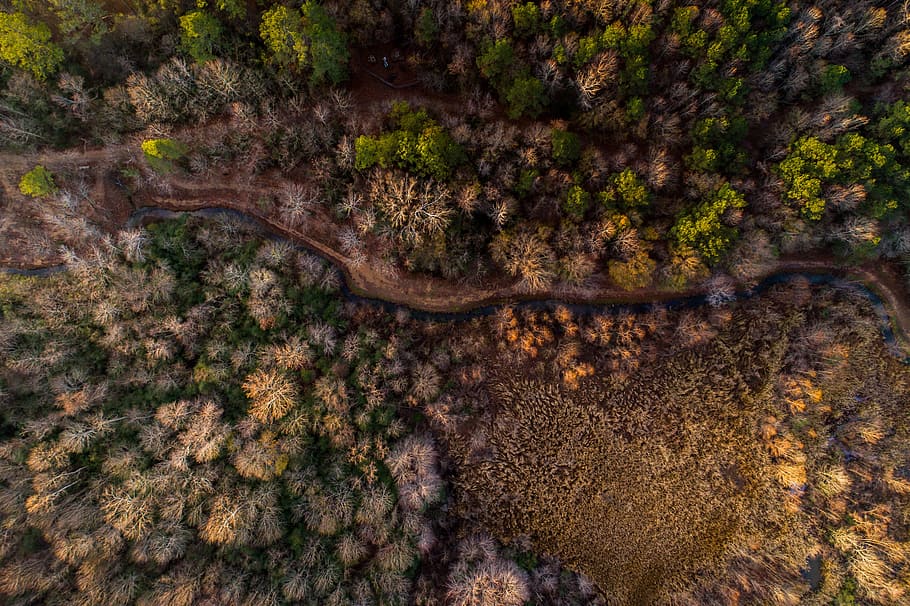 trees, plant, nature, path, road, forest, river, water, aerial HD wallpaper