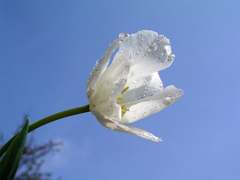 flower, bloom, tulip, plant, flowering plant, blue, beauty in nature HD wallpaper