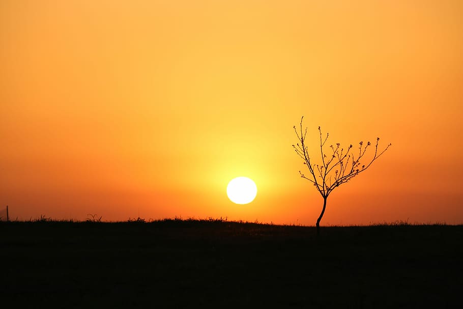 sunset, dawn, silhouette, evening, tree, peach tree, fruit tree HD wallpaper