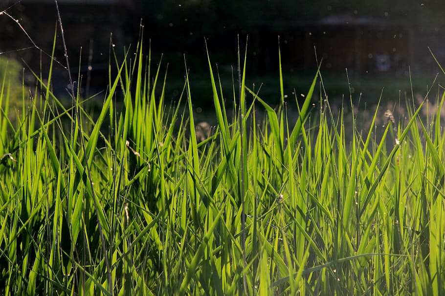 grass, green, light, plant, growth, green color, field, nature HD wallpaper