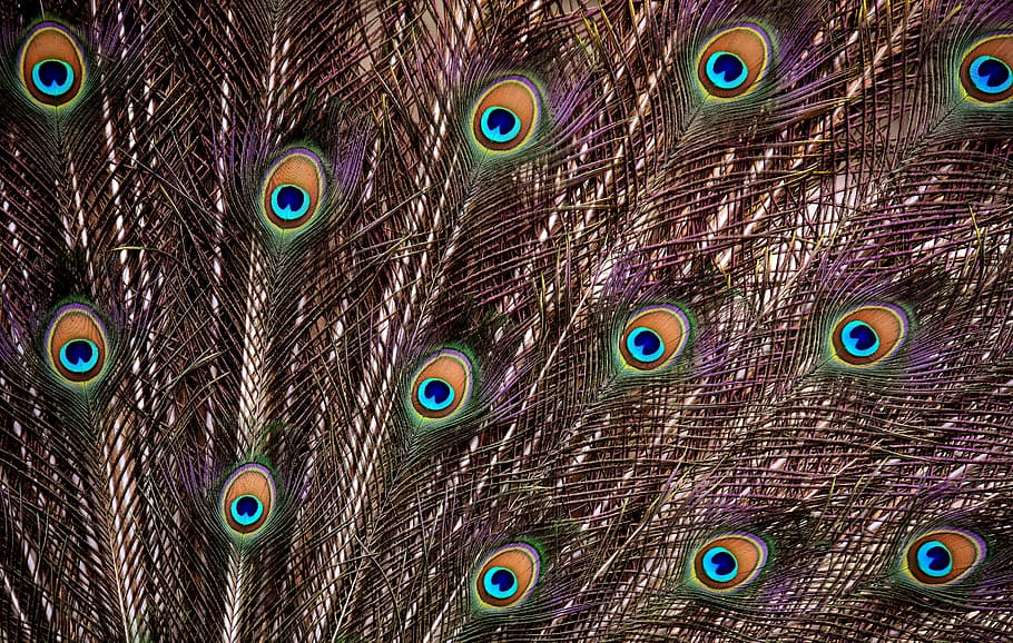 HD wallpaper: peacock feathers digital wallpaper, wheel, plumage,  iridescent | Wallpaper Flare