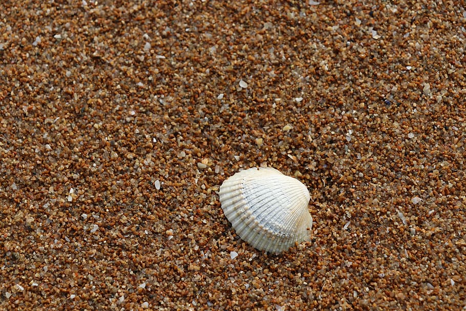 sha, exoskeleton, coast, beach, background, shell, shore, sand HD wallpaper