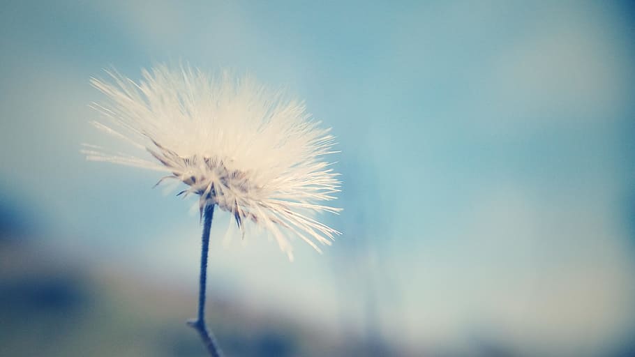 Sky, Thread, White, Micro, Flower, nature, fragility, beauty in nature HD wallpaper