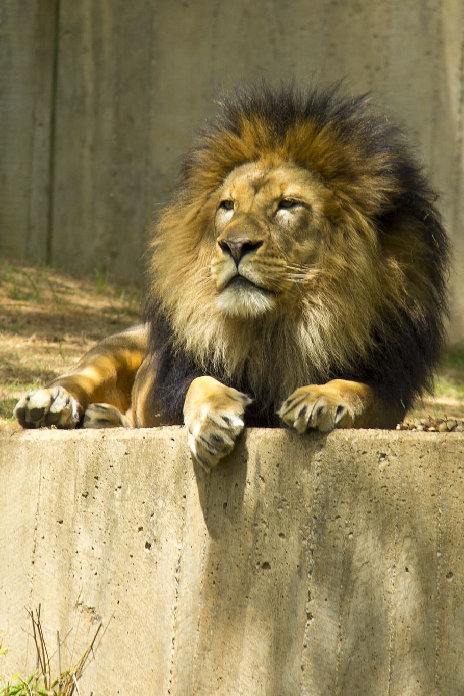 4K wallpaper: Lion Wallpaper King Of The Jungle
