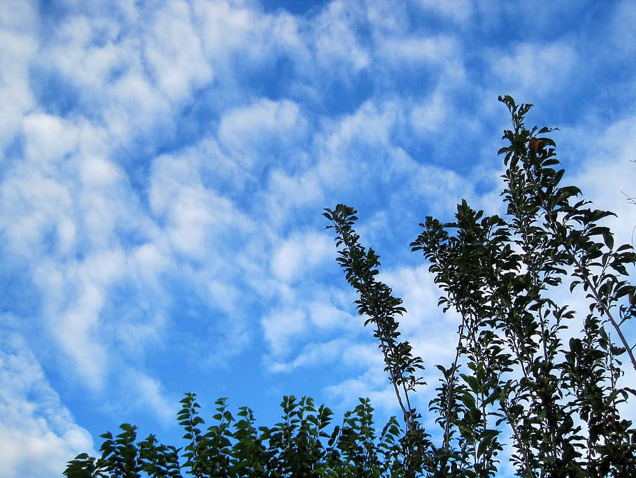 white clouds, loose, scattered, wispy, foliage, sky, blue, cloud - sky HD wallpaper