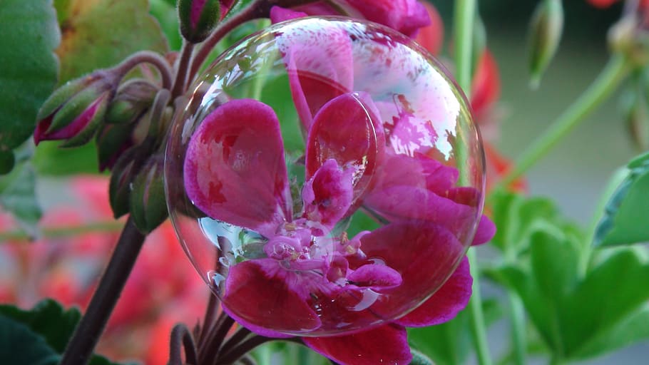 bubble, flower, red, geranium hanging, flowering plant, close-up HD wallpaper