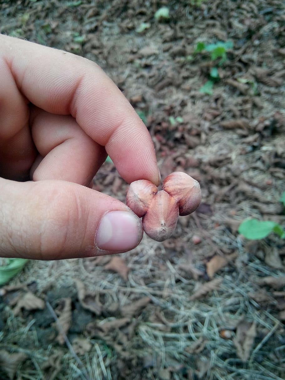 hazelnut, cheap, nature, human hand, human body part, finger HD wallpaper