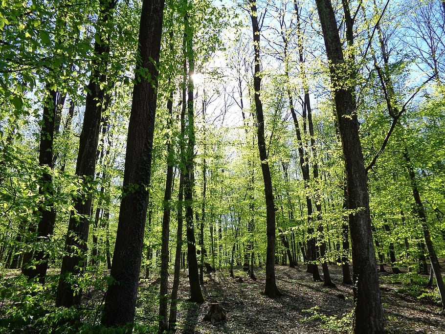 forest, trees, green, landscape, nature, leaves, plant, tranquility HD wallpaper
