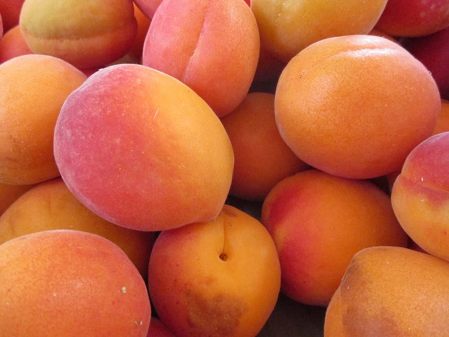 Fruit, Apricot-Tree, apricots, food and drink, healthy eating HD wallpaper
