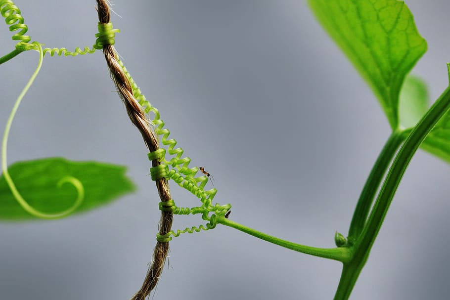 leaf, flora, nature, growth, plant, green color, plant part HD wallpaper