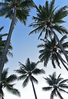 worm's eye view photography of coconut trees, worm's-eye view photography of palm trees under clear blue sky HD wallpaper