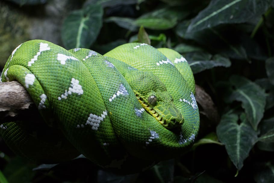 green and white snake on tree branch, rain forest, green snake, HD wallpaper