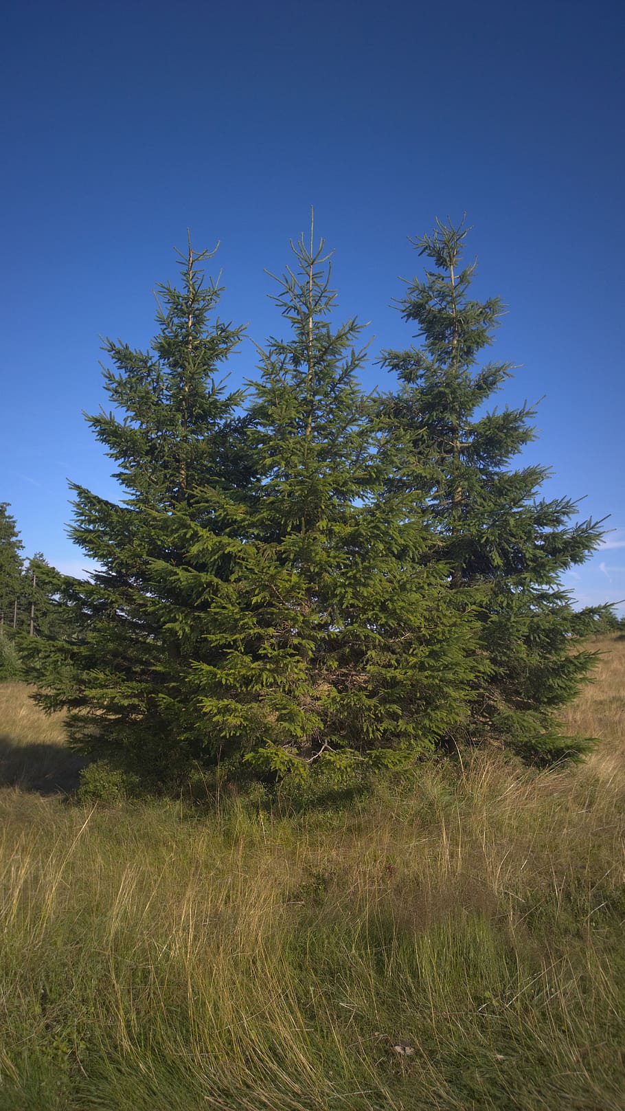 tree, willingen, oak, threshing floor, green, sky, nature, forest HD wallpaper