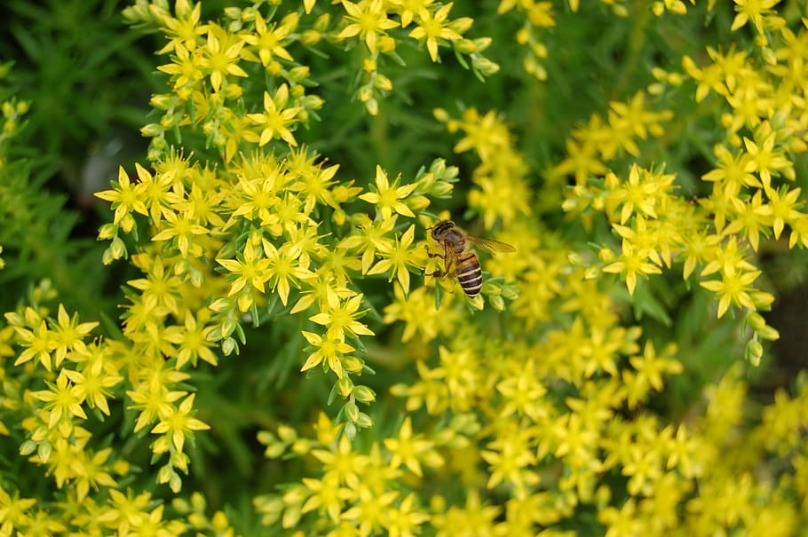 bee, flower, insect, animal wildlife, animals in the wild, animal themes HD wallpaper