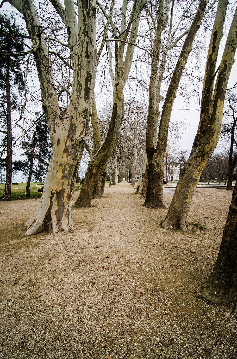 trees, hungary, park, plant, tree trunk, tranquility, land HD wallpaper
