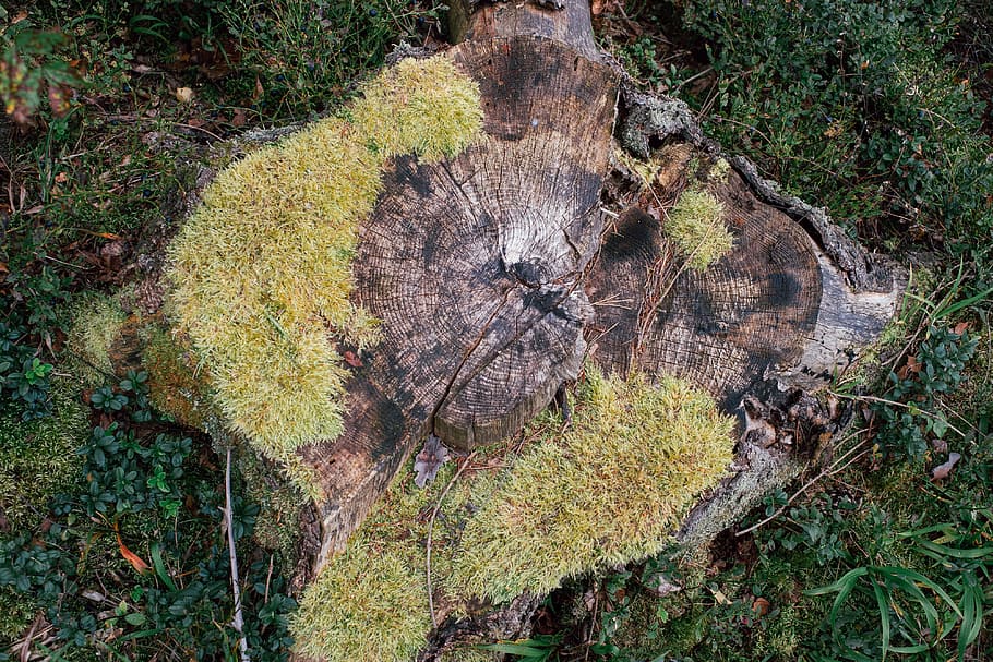 Tree stump, nature, forest, moss, outdoors, plant, grass, green Color HD wallpaper